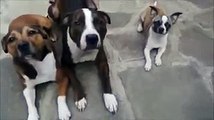 Little Dog Steals Big Dog's Sausages   Funny Videos at Videobash