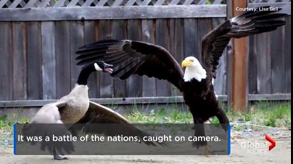 Caught on camera- bald eagle, Canada goose battle it out