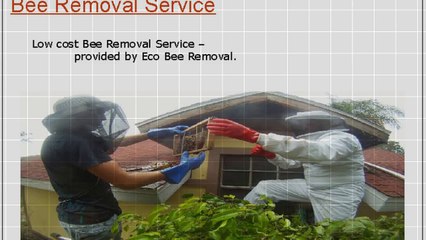 A Synopsis Of Beehive Removal Services