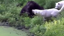 Animal Fights  Lions attacks fail ► Wild animal attacks 2016