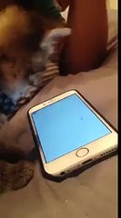 Funny Cat Videos 2016 - You Can't Stop Laughing