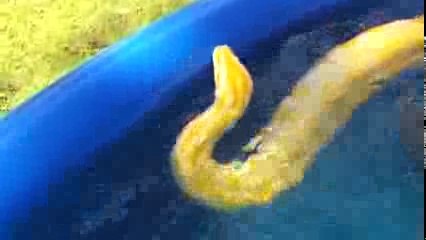 OMG Girl swims with huge python