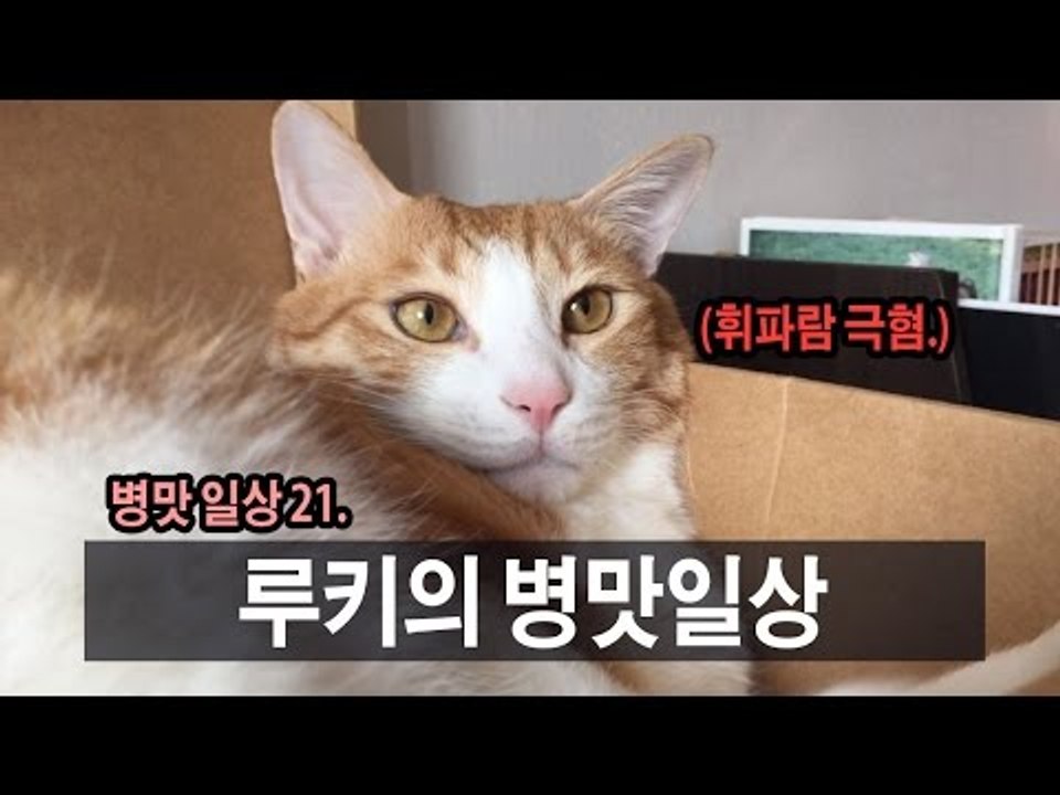 병맛일상 21. 루키의 병맛일상 (feat. 휘파람) Ruki's daily life l SSIN