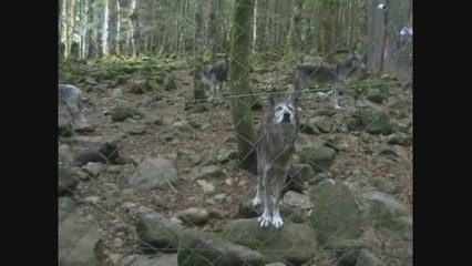 La Maison des Loups (2012) (Partie 2)