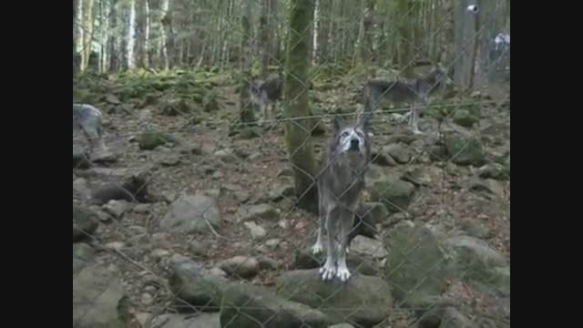 La Maison des Loups (2012) (Partie 2)