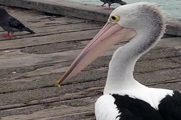 사설안전놀이터 토토사이트추천 SuperCAR123.COM 가입코드6623 해외축구배팅