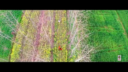 7 DIN __ AMARDEEP __ New Punjabi Songs 2016 __ AMAR AUDIO