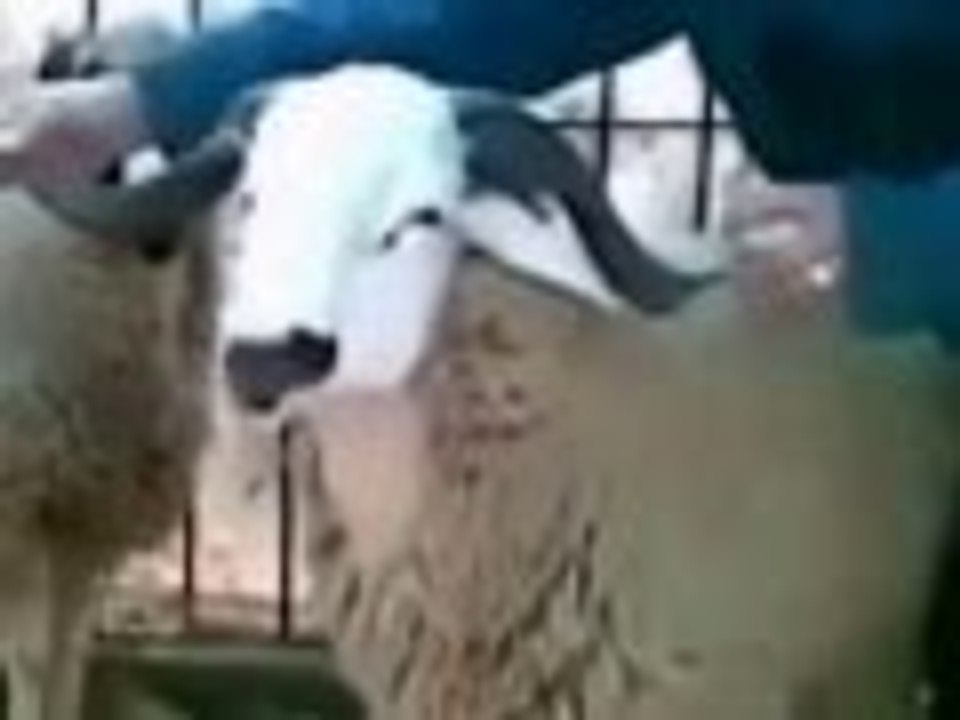 حولي أوتوماتيك