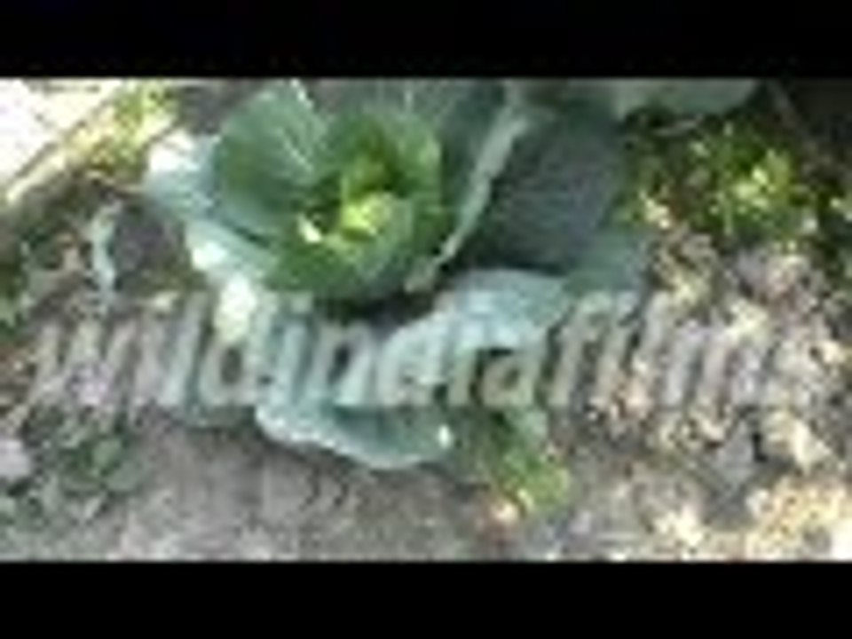 How to grow great cabbages