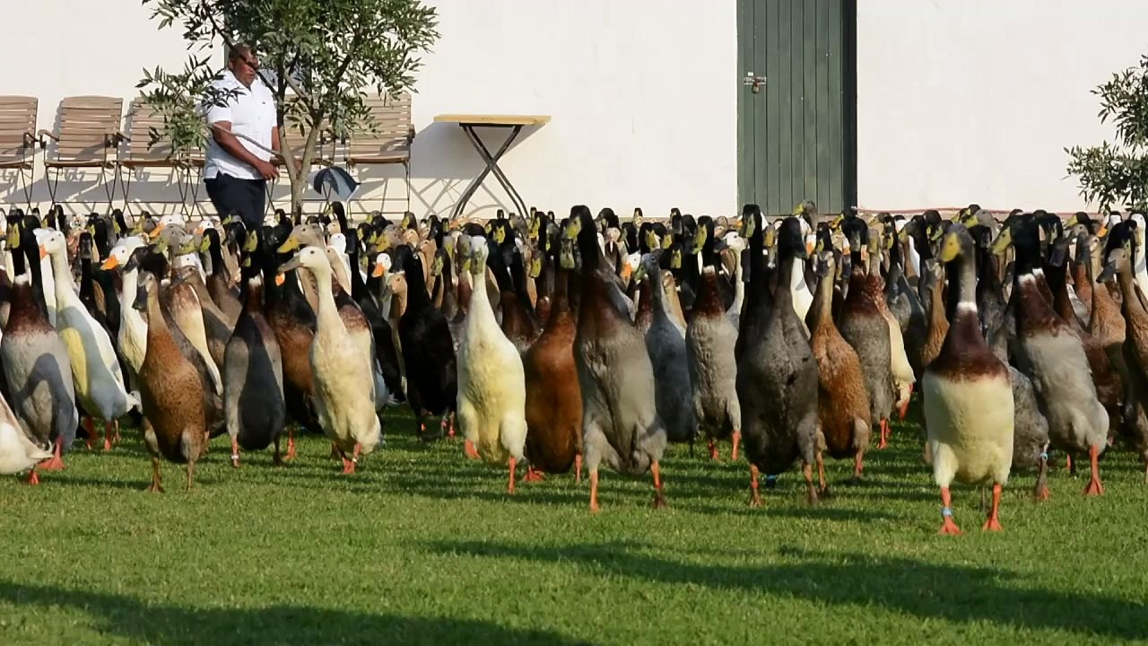 Tierisch: laufenten helfen im weinberg