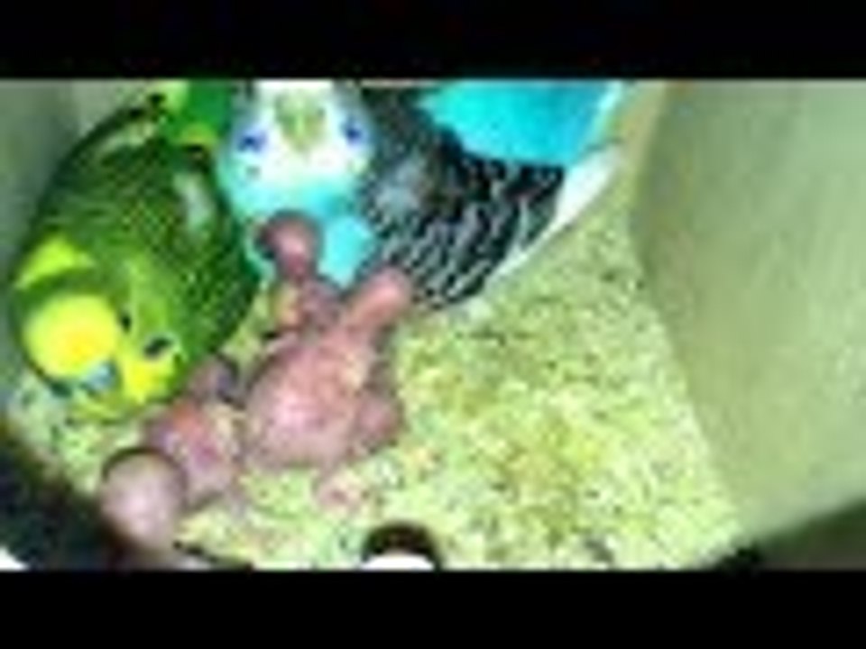 "Monserrat" y "Alejandro" con su nueva familia de periquitos