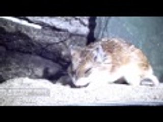 معركة شرسة بين عقرب سام وفأر