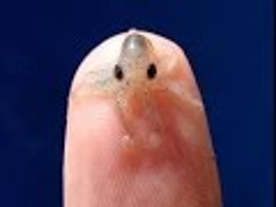 World's smallest animals 2016 - 2017