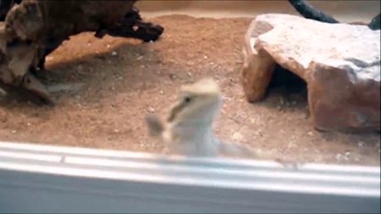 Le coucou du lézard