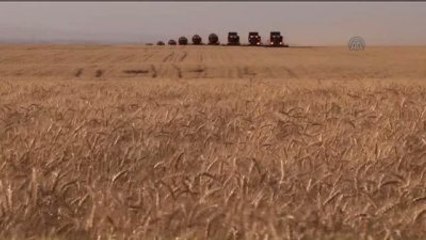 Ceylanpınar'da Rekolte Beklentisi Yüksek