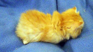 Mika de la Querencia, chaton mâle British Longhair LOOF né le 27/03/16