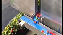 Machine gathered strawberries - OMG VIDEO