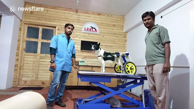 Paralysed stray dog can walk again thanks to customised wheels