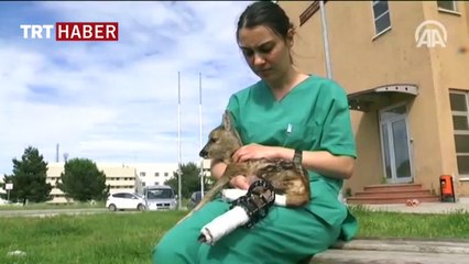 Karaca yavrusunu öğrenciler evlerinde bebek gibi besliyor