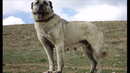 Kangal Köpeği mi Yoksa Pitbull Mu İzle ve Kararını Ver!!! (SESLİ ANLATIM)