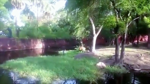 Hombre ebrio decide ir a estrechar la mano a un león