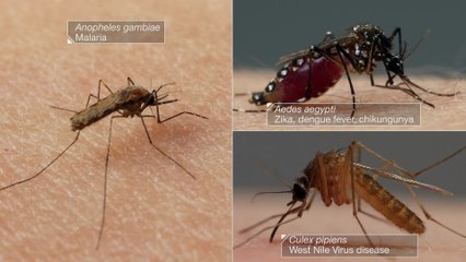 Voici ce qu'il se passe quand un moustique vous pique