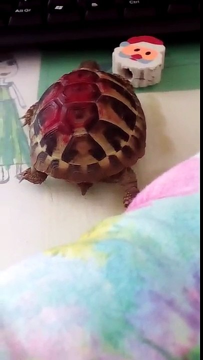 Shelley is watching Peppa Pig!!