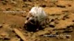 Alien Or Sasquatch Skull Found On Mars!