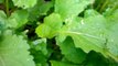 Turnip Greens: Removing Slugs/Snails From Your Vegetable Garden