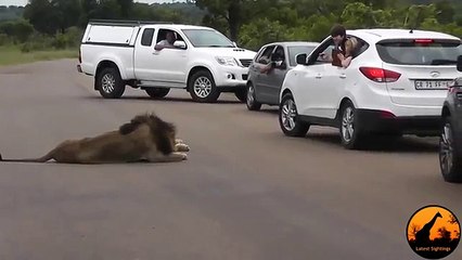 Lion Shows Tourists Why You Must Stay Inside Your Car
