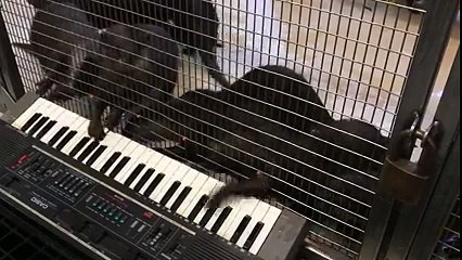 Filez un piano à des loutres et regardez ce qu'il se passe... Ahaha