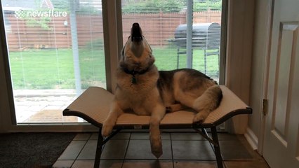 Cute husky is excited about his new bed