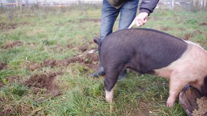 Cet homme nous montre comment redresser la queue d'un cochon !