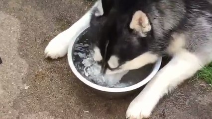 Ce chien s'amuse à faire des bulles d'eau dans sa gamelle !