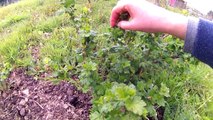 Ep26: Gooseberries & Red Currant Bushes * ALLOTMENT GARDEN HAPPINESS