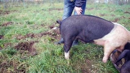 Comment redresser la queue d'un cochon entortillée ?