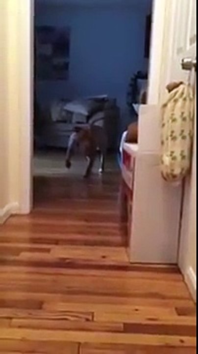 Ce gros pitbull ne veut pas réveiller le chat qui dort... Sur la pointe des pieds !