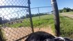 Vivez la vie de chien au Parc avec cette GoPro sur les épaules - Margot at the Dog Park