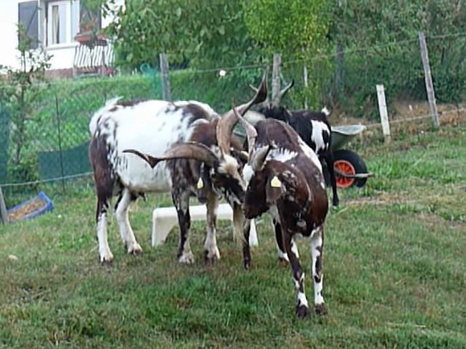 reproduction chez les chèvres (rove) - YouTube