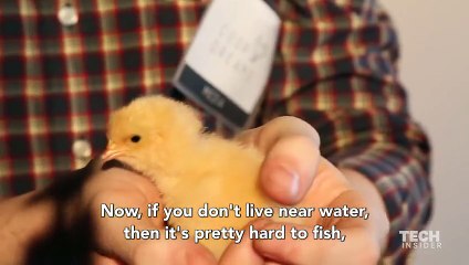 Bill Gates telling why chickens are the answer to ending poverty.