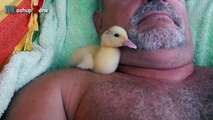 Cute Duckling - A Funny Duck Videos Compilation || NEW HD