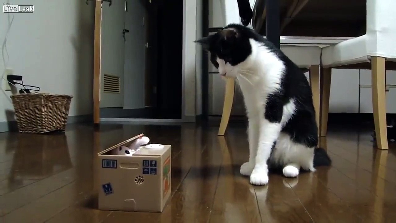 Petite boule de poils intriguée par ce mystérieux objet