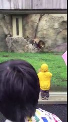 Découvrez la réaction d'un lion à qui on tourne le dos