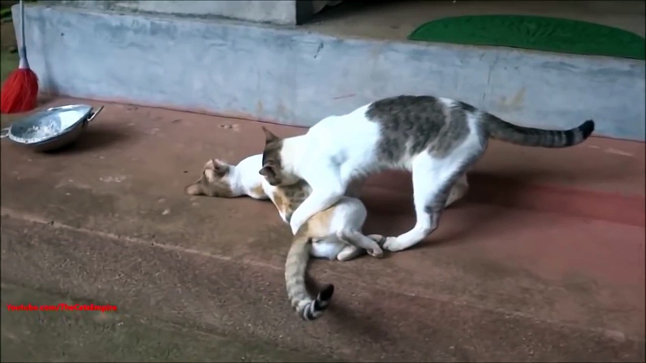 Mating Cats!