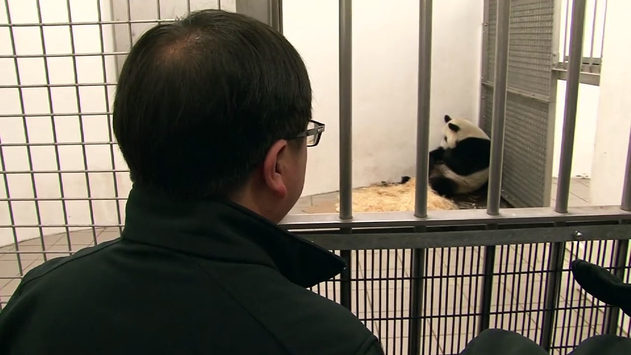 Le panda agit d'une façon étrange, mais quand il soulève sa tête, ils sont tous sans mots en voyant ça!