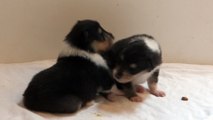 chiots colleys des STUARTS DE BOISBELLE