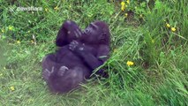 Cute little gorilla pounds his chest at zoo