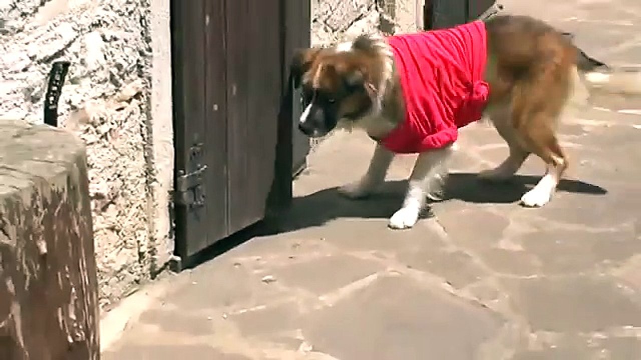 Lizard Running For Her Life