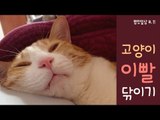 병맛일상 11 고양이 이빨 닦이기, 고양이 칫솔질하기 | SSIN