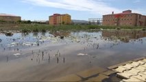 Sivas Kanalizasyon Taşınca Kurbağa Larvaları Telef Oldu